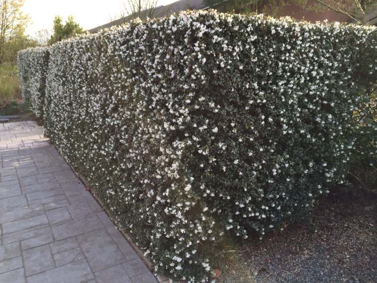 rýchlo rastúci kvet-živý plot-osmanthus-delavayi