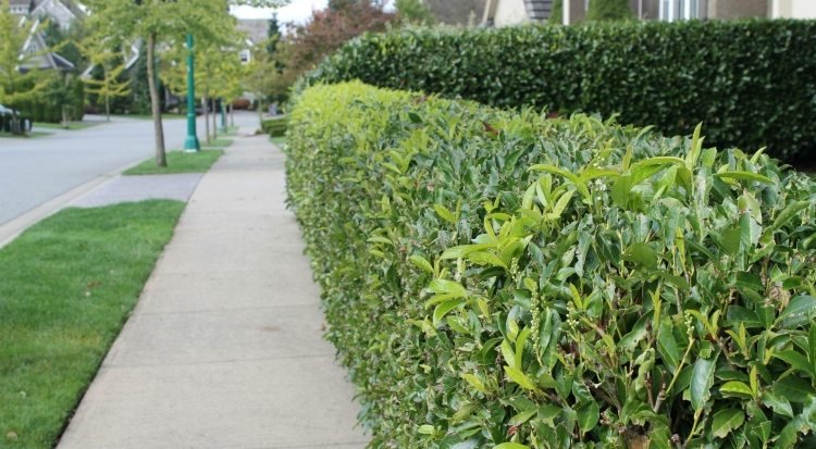 rýchlo rastúci živý plot-vavrín-čerešňa-predná hranica dvora