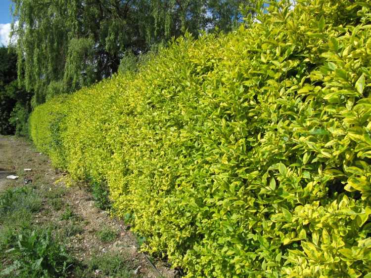 rýchlo rastúci živý plot-vždyzelený-oválny-list-liguster-ligustrum-ovalifolium-aureum