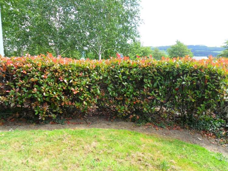 rýchlo rastúci-živý plot-mišpule-Red-Robin-Photinia