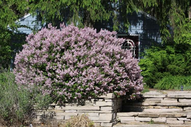 rýchlo rastúci-živý plot-orgován-ker-kvitnúci