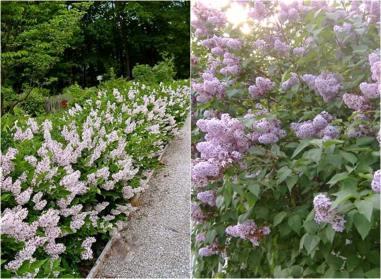 rýchlo rastúce-živé ploty-orgován-dreviny