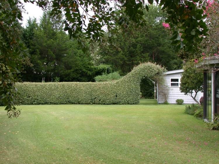 rýchlo rastúci živý plot-Elaeagnus-ebbingei-gartentor