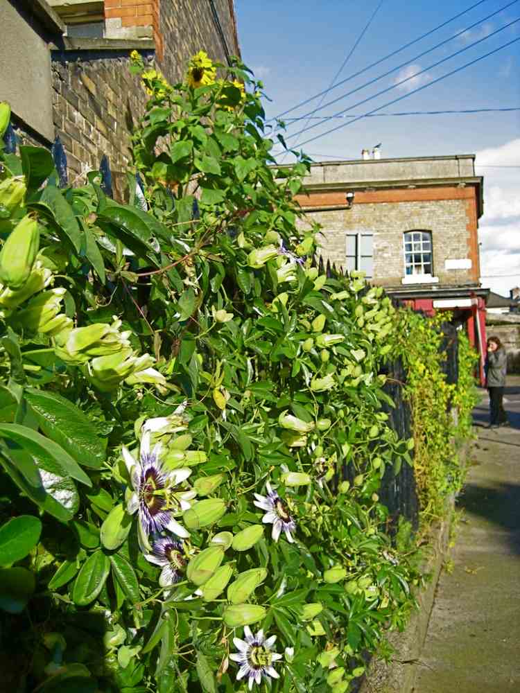 rýchlo rastúci živý plot-železný plot-popínavá rastlina-mučenka