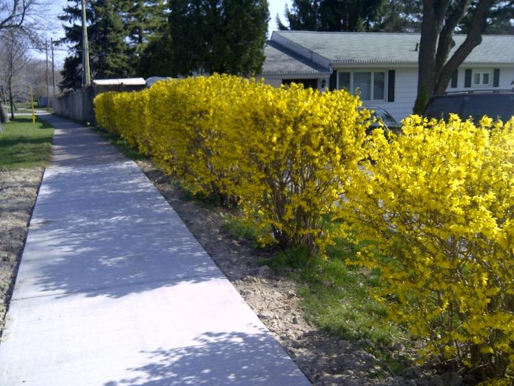 rýchlo rastúci-živý plot-kvitnúci-forzytia-predzáhradka