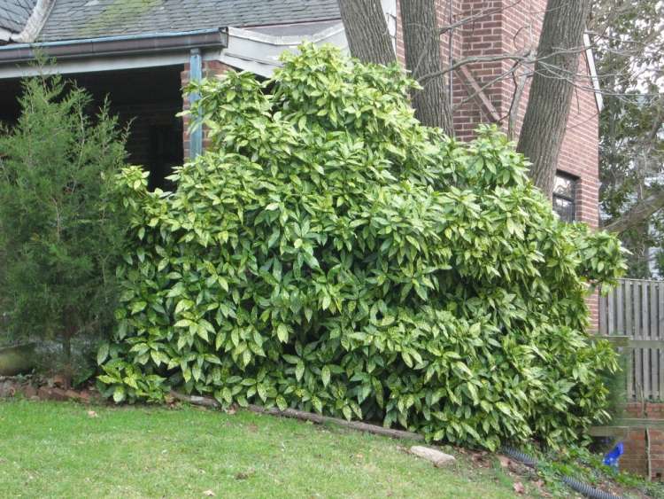 rýchlo rastúci živý plot-aucuba-japonica-japonský-aukube