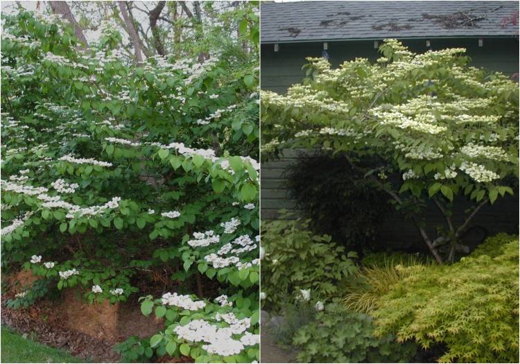 rýchlo rastúci živý plot-biely-kvitnúci-kalina-plicatum-tomentosum