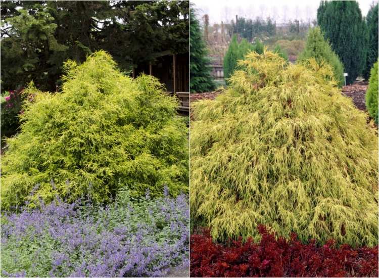 cyprus-Chamaecyparis-pisifera-Filifera-Aurea