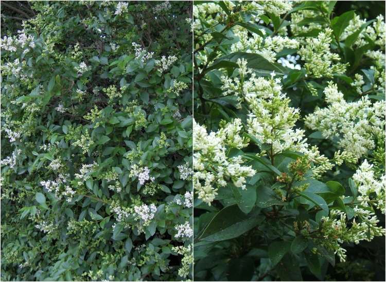 rýchlo rastúci živý plot-oválny list-tiger-ligustrum-biely-kvitnúci