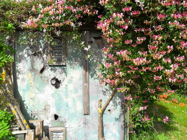 rýchlo rastúce-živé ploty-lezce-medovky