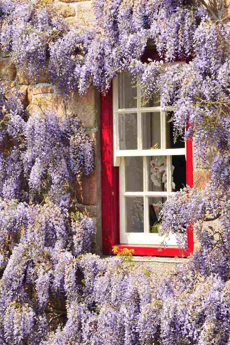 rýchlo rastúca záhrada lezcov pôsobivá vistéria kvitnúca vistária