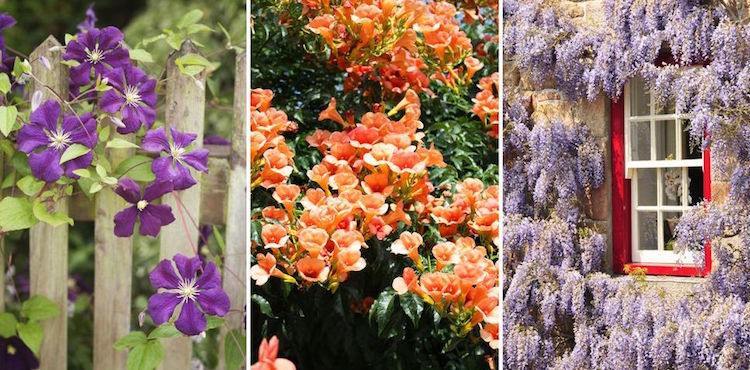 rýchlo rastúca horolezecká záhrada pôsobivá vždyzelená otužilá