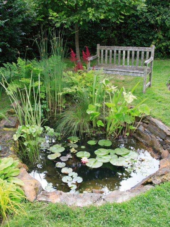 Lekná záhradné rastliny rastú udržiavať vodu v jazierku Vysádzanie a pestovanie lekien v záhradnom jazierku