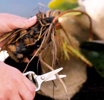 Lekná zo záhradného jazierka odstraňujú staré cibuľky lístia Lekno záhradné jazierko odstráni staré žiarovky listov