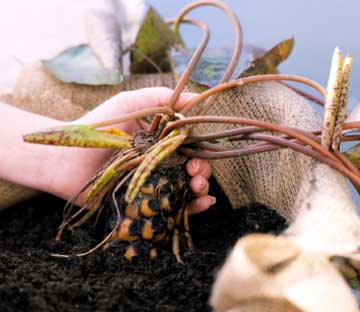 Lekná vysádzajú hľuzy zeme do stredu Lekná záhradné hľuzy zemegule v strede o 45 stupňov