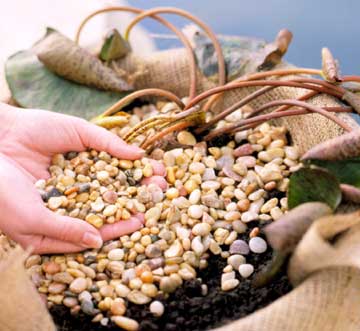 Lekná v záhradnom jazierku vysádzajú štrkovú povrchovú pôdu Lekná v záhradnom jazierku kamienková povrchová pôda