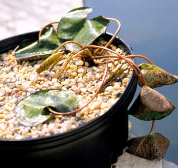 Umiestnite nádobu na výsadbu lekien do vody Do vody umiestnite nádobu na výsadbu záhradného jazierka s leknami