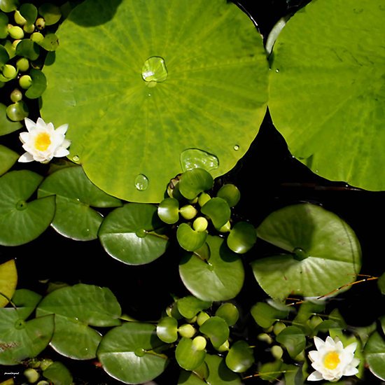 Tipy na výsadbu lekien v záhradnom jazierku Tipy na výsadbu leknín v záhradnom jazierku