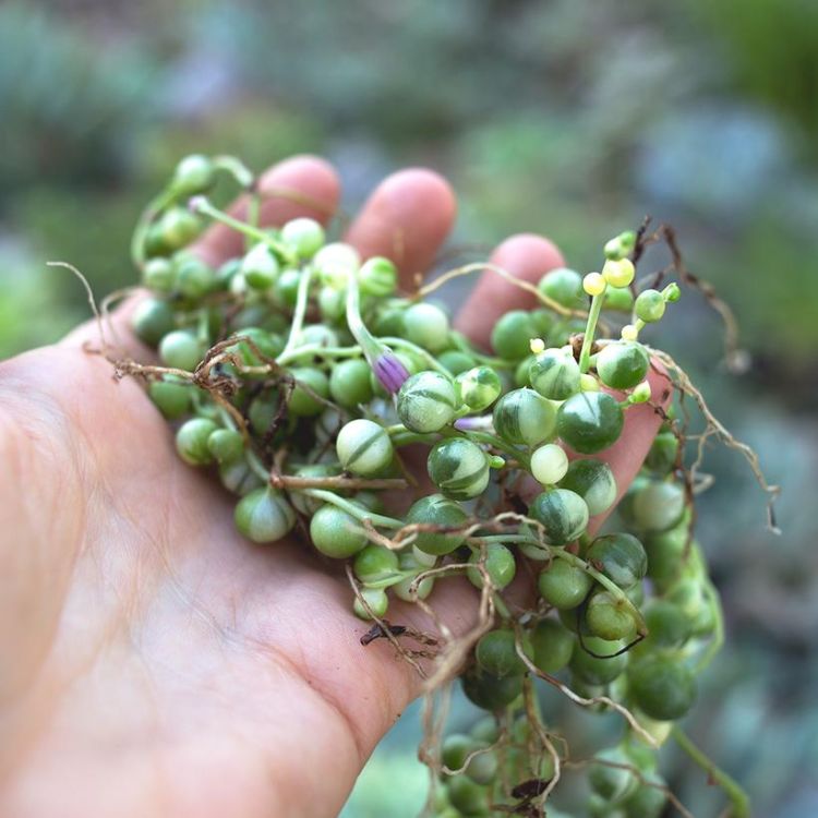 senecio rowleyanus reťazec perál starostlivosť o rastliny hrachu doma tipy na výsadbu zblízka sukulentná hniloba koreňa kvetu