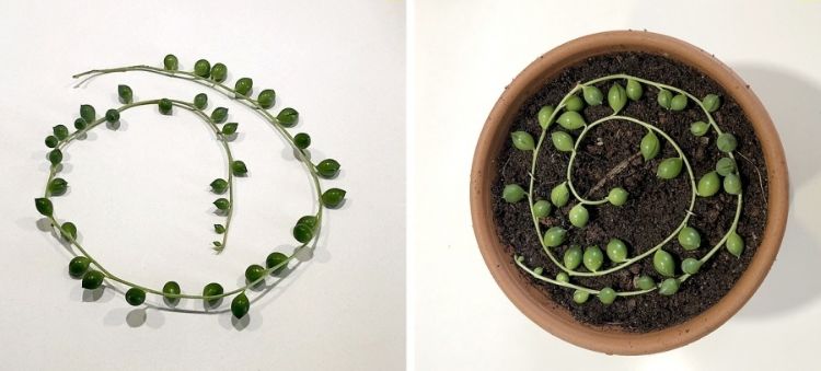 senecio rowleyanus reťazec perál starostlivosť o rastliny hrachu doma tipy na výsadbu zblízka sukulentný stonok repotting transplantácia hrot stonky