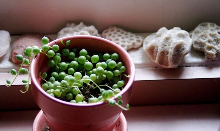 senecio rowleyanus reťazec perál starostlivosť o rastlinu hrachu doma tipy na výsadbu detail repotting sukulentná transplantácia rastlín