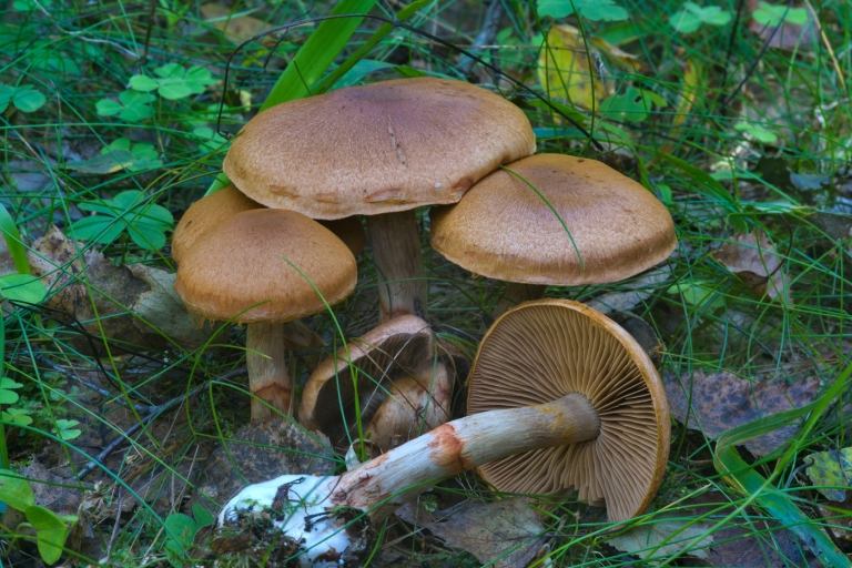 Závoje muchotrávky sú sfarbené do červena a sú nebezpečné