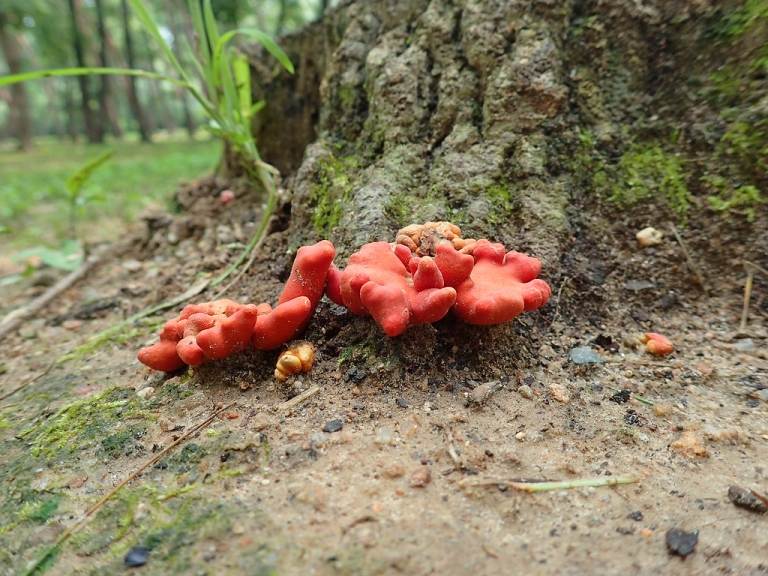 jedovaté huby v Ázii trichoderma cornu danae