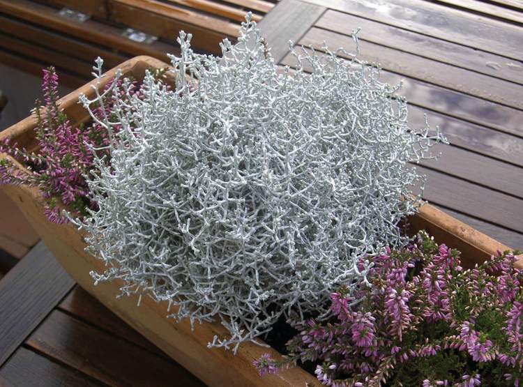 striebornolisté rastliny-záhrada-črepníkové rastliny-balkón-rastliny-starostlivosť-mriežka-bylina-strieborný drôt