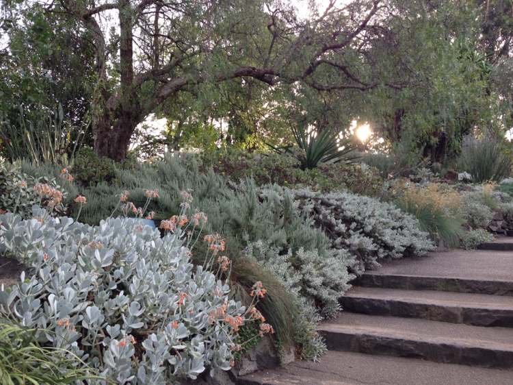 Striebornolisté rastliny-záhradné-črepníkové-rastliny-mediteránne-sucho-agáve-etapy