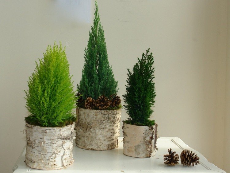 mini jedle s kvetináčmi ozdobené brezovou kôrou Škandinávske vianočné dekorácie-urob si sám-nápady na drevo-brezová misa-malý-cyprus-mini