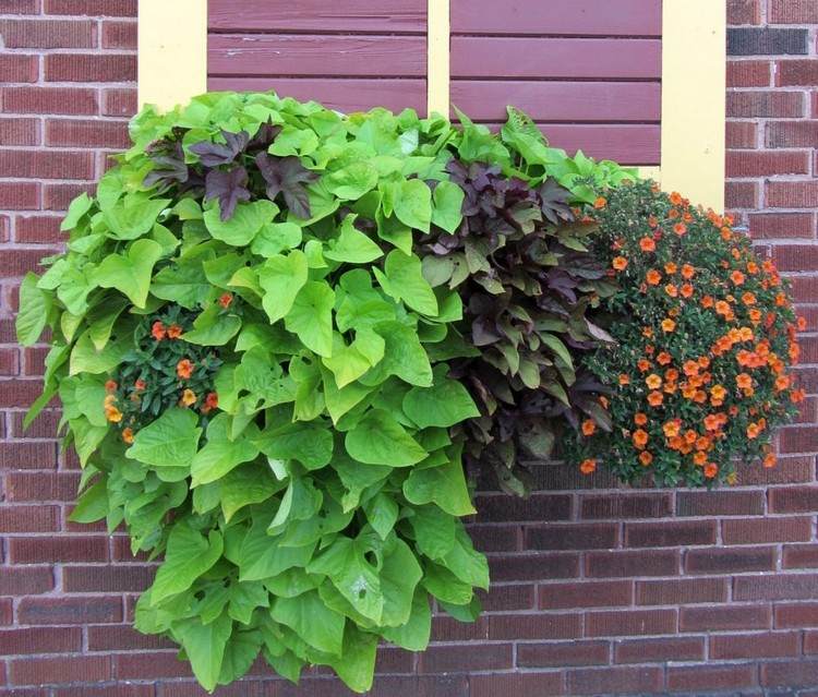 Sladké zemiaky v kvetináči na konci leta Nápady na kombinácie výsadby