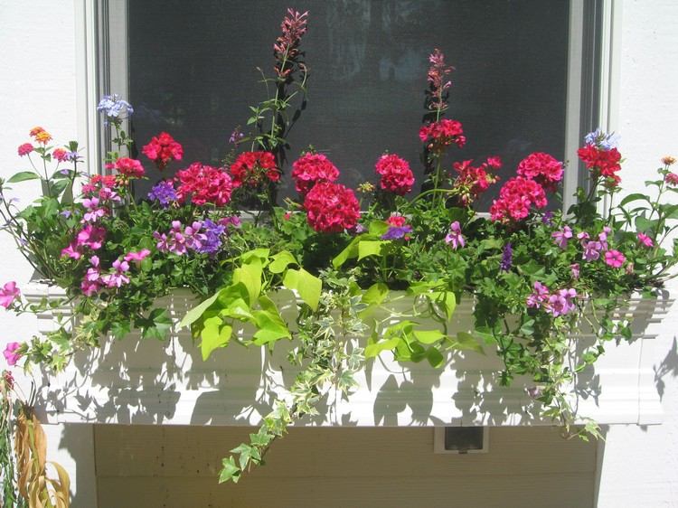 Sladké zemiaky a ružové muškáty a verbena a brečtan v kvetináči na parapete vonku Nápady na tieň