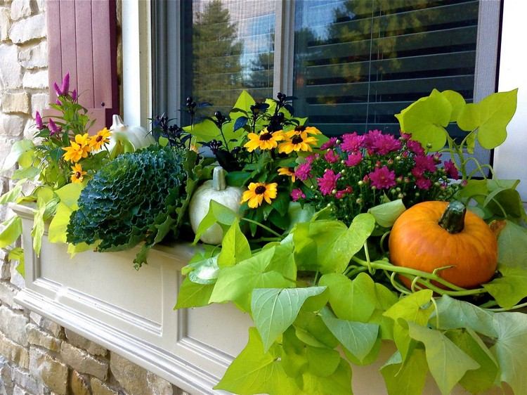 Skombinujte plodiny neskorého leta v okennom boxe a kvety