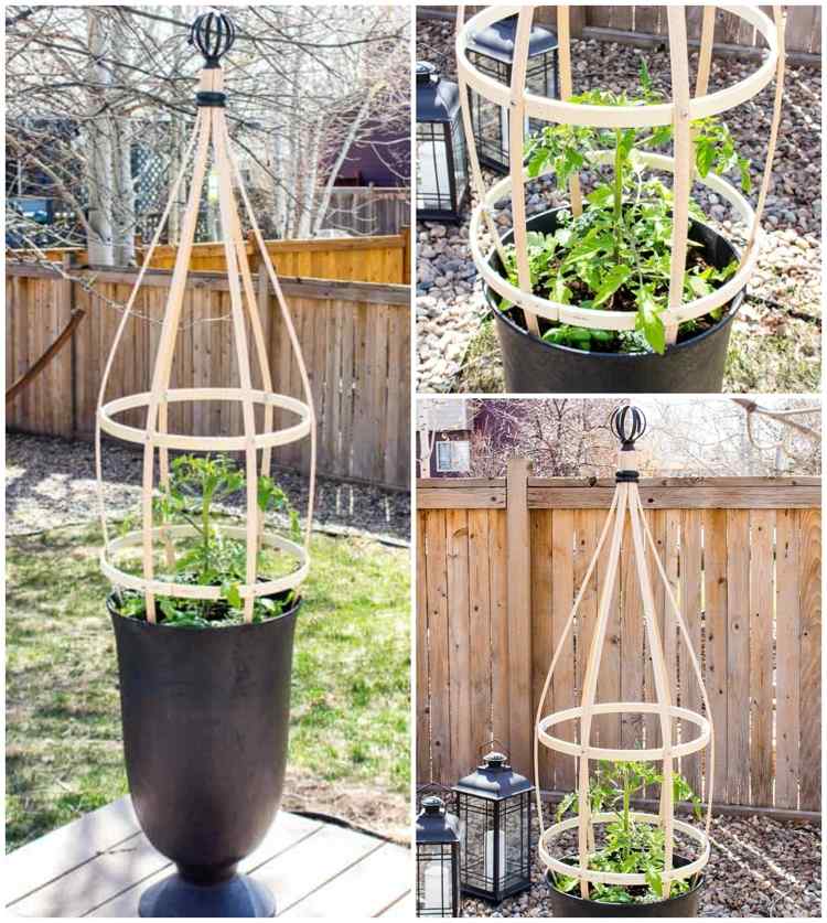 Podpora cédrového stromu pre paradajky vo vedre