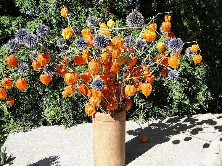 Jesenné usporiadanie sušených physalis a bodliakov