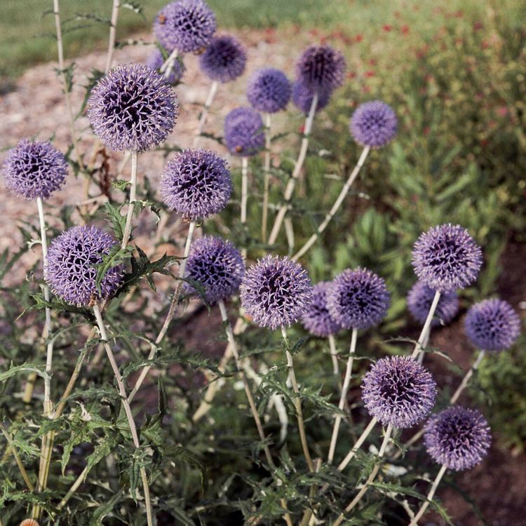Guľovité bodliaky v trvalkovom záhone s modrými kvetmi