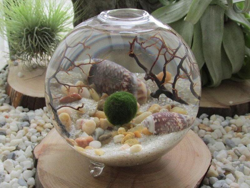 Vyrobte si vlastné terárium so škrupinami a pieskom Letná dekorácia-nápad-škrupina-terárium-urob si sám