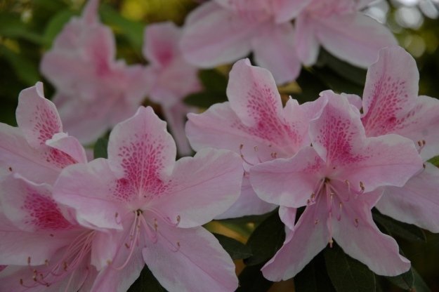 Mať v záhrade psa so škodlivým kvetom