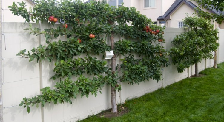 Espalier-ovocná záhrada-jabloň-rezaný-drevený plot-biely