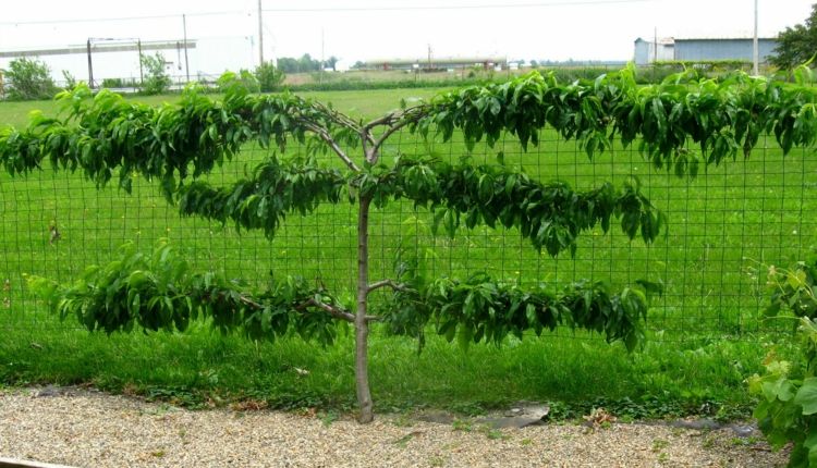 Espalier-ovocná záhrada-broskyňový-drôtený plot-kvet-skoré pole