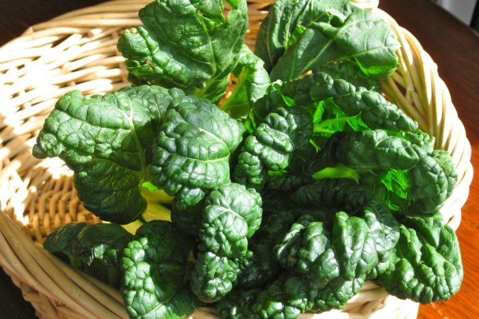 špenát rastliny savoy zelené listy stočená kultivar záhrada