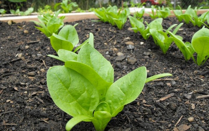 zdravé stravovanie tipy na starostlivosť o špenátovú rastlinu zeleninovú náplasť