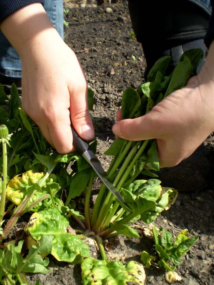 zber špenát záhrada jar jeseň nôž rez
