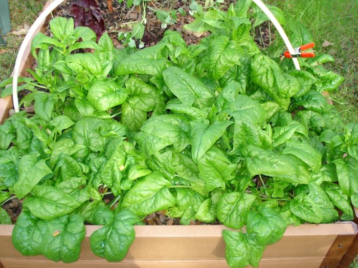 špenát rastliny fuehling jeseň zima tipy tipy starostlivosť