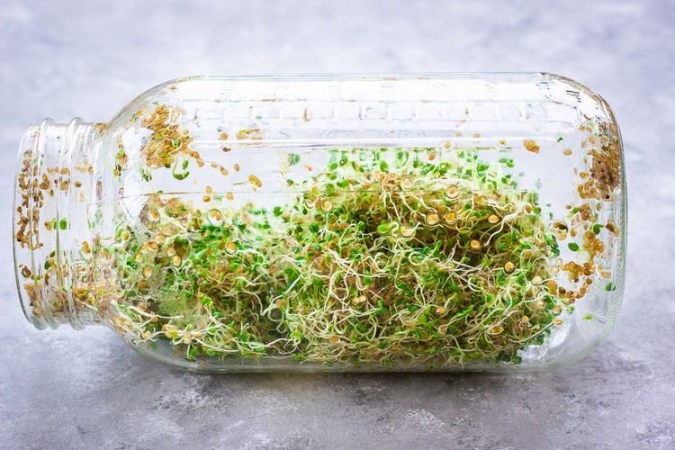 Ako pestovať klíčky sami v banke Pokyny