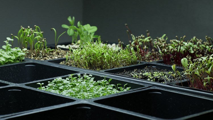 Pestovanie mikrozelene Príručka pre začiatočníkov Tipy na výrobu klíčkov