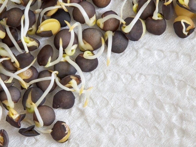 Nechajte klíčky rásť na špičkách kuchynského papiera