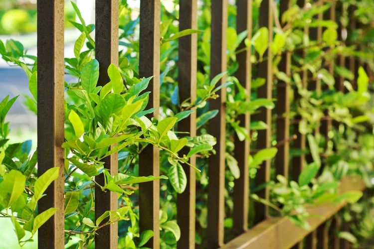 Rastliny záhradného plotu z ocele Corten nápady na záhradné dekorácie