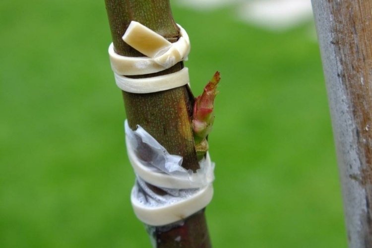 Vysaďte stonkové ruže do rôznych výšok