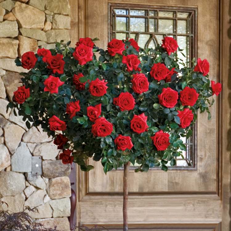 Stromové ruže vysádzajúce koruny ruží vytvárajúce vysoké stromové ruže sa starajú o záhradu